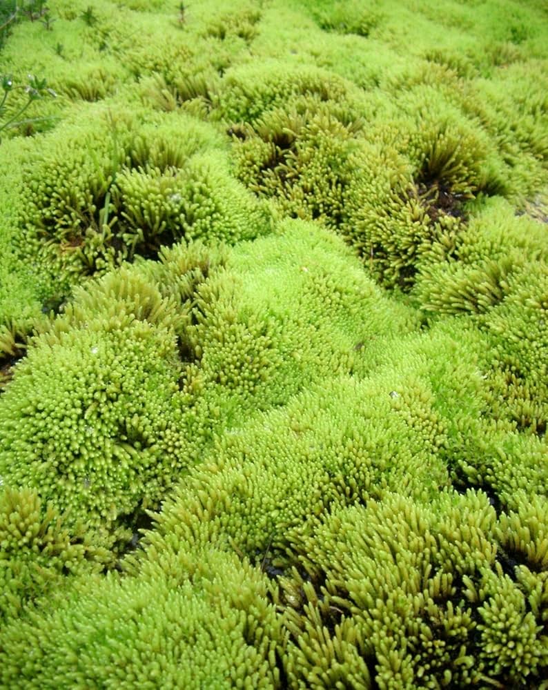Green - Moss for planting in home garden